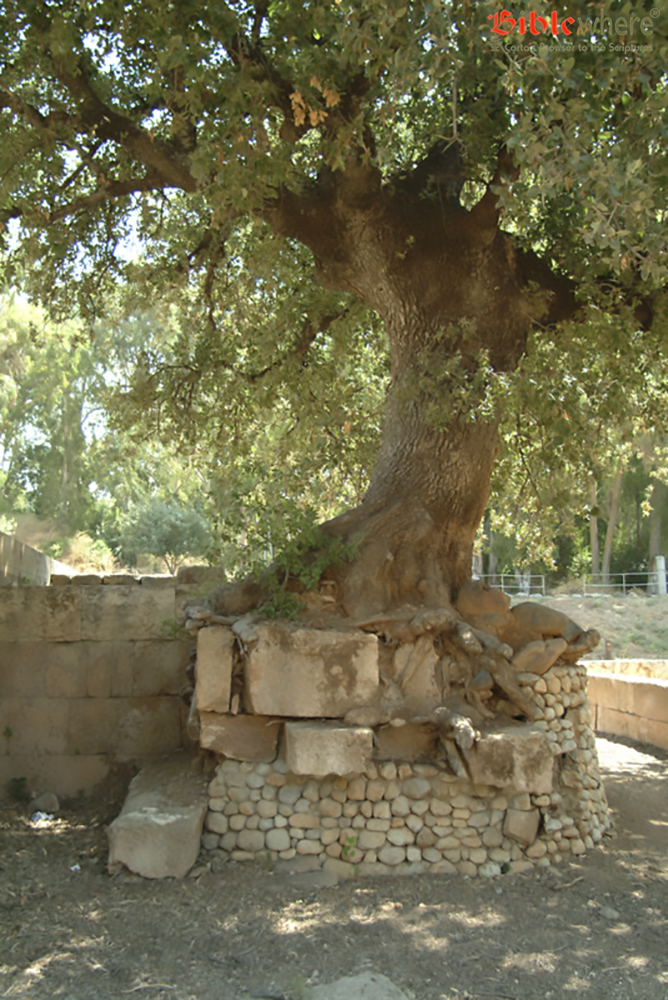 Entrance to the Altar. (Photo: S. Magal)